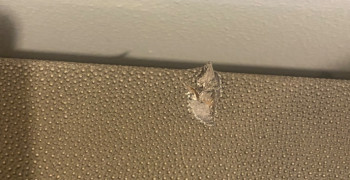 Thumbnail photo by Connor Harl of Safe Ship Moving Services