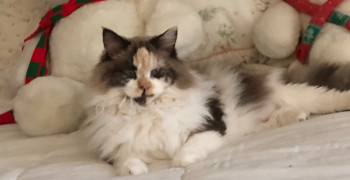 Thumbnail photo by Nicole Quiter of Triple 7 Movers