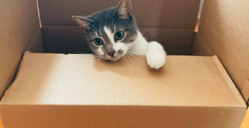 Thumbnail photo by Jeffrey Linn of Diamond Relocation 