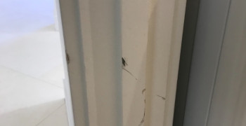 Second thumbnail photo by Cindy Morales of Muscular Moving Men