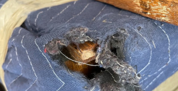 Thumbnail photo by Billy Baird of Empire Moving Group LLC