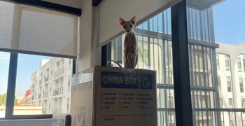 Thumbnail photo by Stella Kae of Roadway Moving