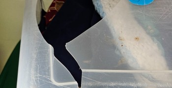 Thumbnail photo by Aj Chauradia of America First Moving