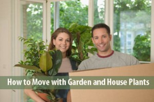Moving with plants and trees