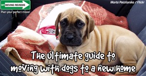 Moving with dogs to a new home